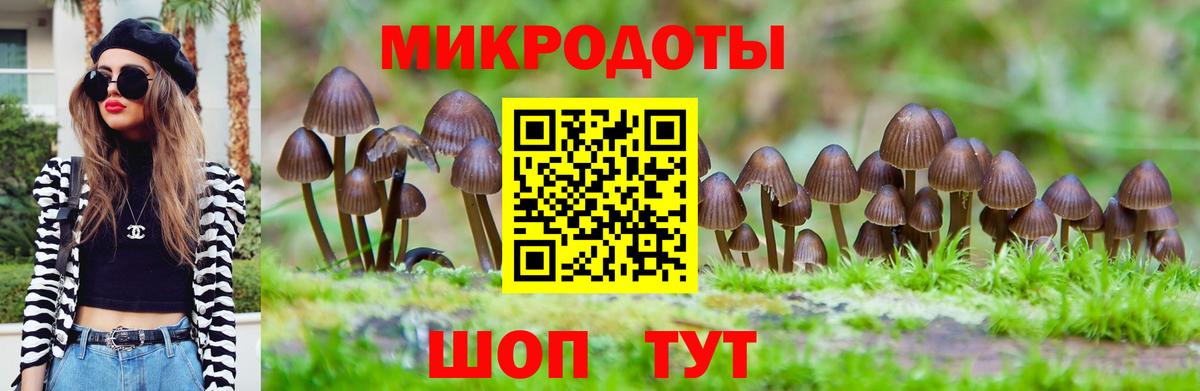 Галлюциногенные грибы Psilocybe Тверь